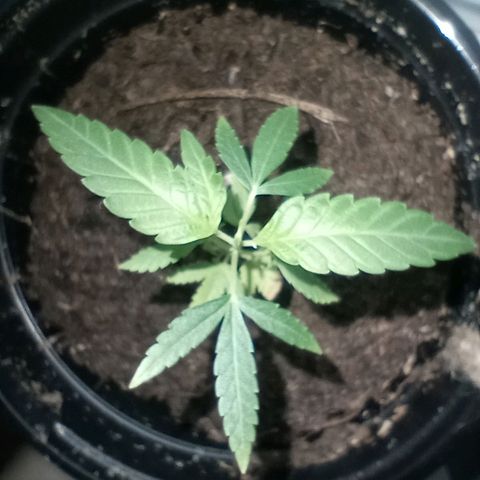 Mystery Weed 1 growlog timeline photo