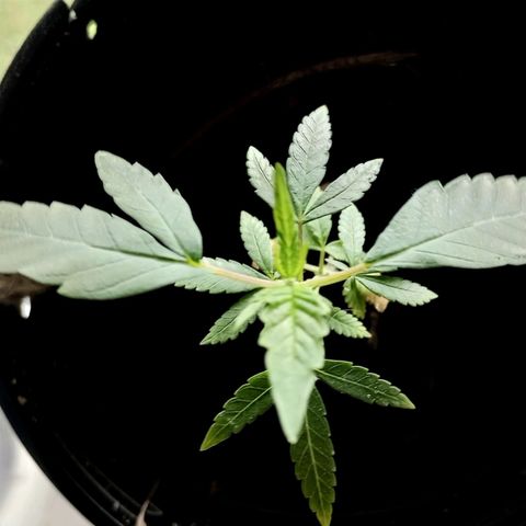 Mystery Weed 1 growlog timeline photo