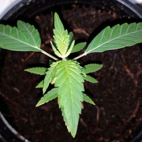 Mystery Weed 1 growlog timeline photo