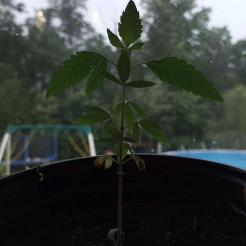 Mystery Weed 1 growlog timeline photo