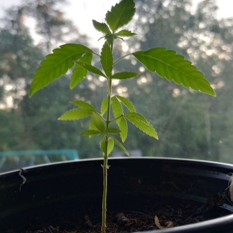 Mystery Weed 1 growlog timeline photo
