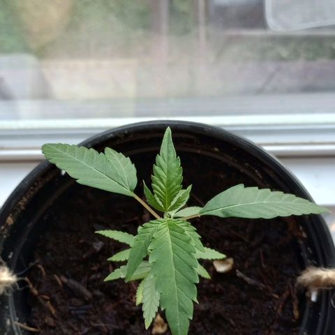 Mystery Weed 1 growlog timeline photo
