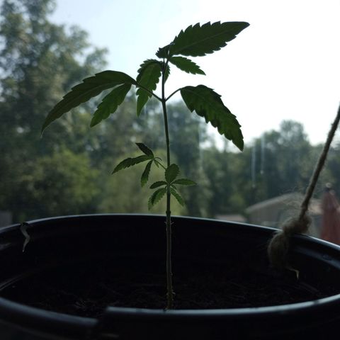 Mystery Weed 1 growlog timeline photo