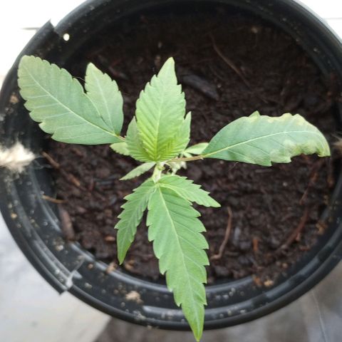 Mystery Weed 1 growlog timeline photo