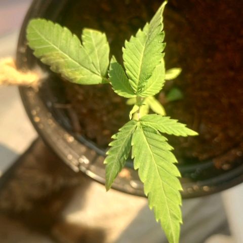 Mystery Weed 1 growlog timeline photo