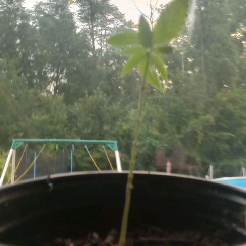 Mystery Weed 1 growlog timeline photo