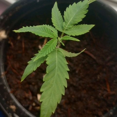 Mystery Weed 1 growlog timeline photo