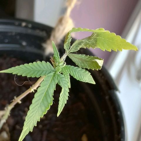 Mystery Weed 1 growlog timeline photo