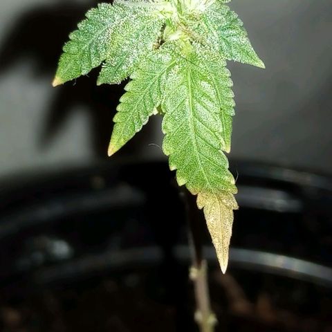 Mystery Weed 1 growlog timeline photo