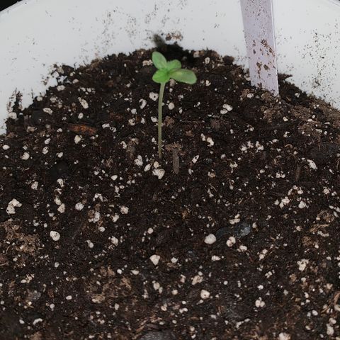 Cookies N Cream growlog timeline photo