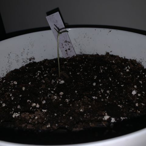 Cookies N Cream growlog timeline photo