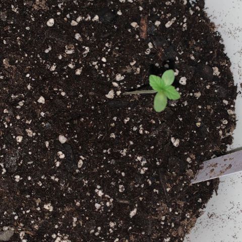 Cookies N Cream growlog timeline photo
