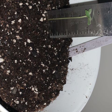 Cookies N Cream growlog timeline photo