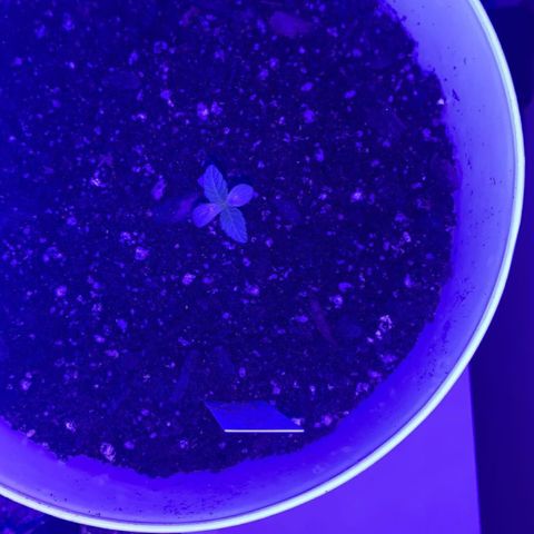 Cookies N Cream growlog timeline photo