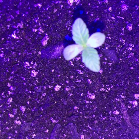 Cookies N Cream growlog timeline photo