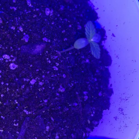 Cookies N Cream growlog timeline photo