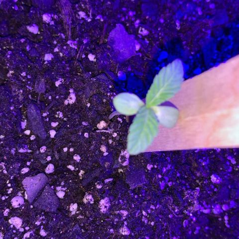 Cookies N Cream growlog timeline photo