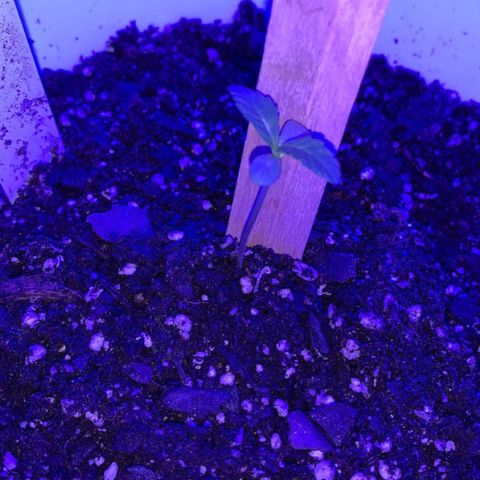Cookies N Cream growlog timeline photo