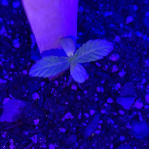 Cookies N Cream growlog photo: Leaves have spread even more. New incoming leaves are more visible Plany looks heslthy and leaves no longer droop. 