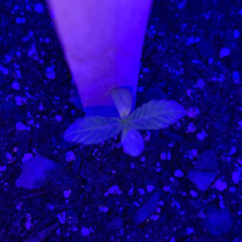 Cookies N Cream growlog photo: Leaves have spread even more. New incoming leaves are more visible Plany looks heslthy and leaves no longer droop. 