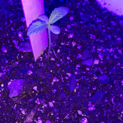 Cookies N Cream growlog photo: Leaves have spread even more. New incoming leaves are more visible Plany looks heslthy and leaves no longer droop. 