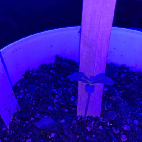 Cookies N Cream growlog photo: Leaves have spread even more. New incoming leaves are more visible Plany looks heslthy and leaves no longer droop. 