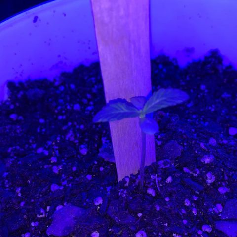 Cookies N Cream growlog photo: Leaves have spread even more. New incoming leaves are more visible Plany looks heslthy and leaves no longer droop. 