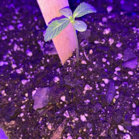 Cookies N Cream growlog timeline photo