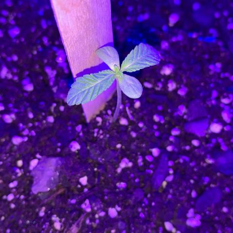 Cookies N Cream growlog timeline photo