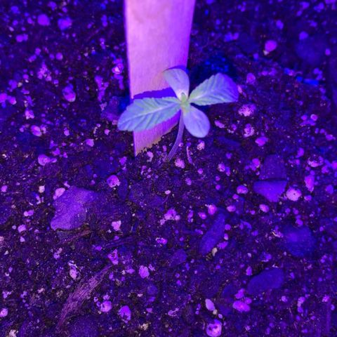 Cookies N Cream growlog timeline photo