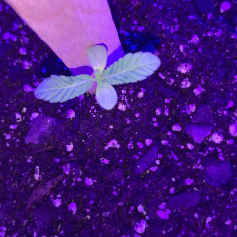 Cookies N Cream growlog timeline photo