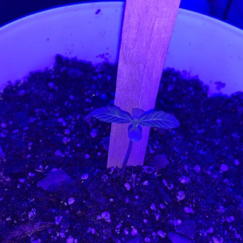 Cookies N Cream growlog timeline photo