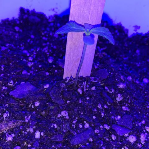 Cookies N Cream growlog timeline photo