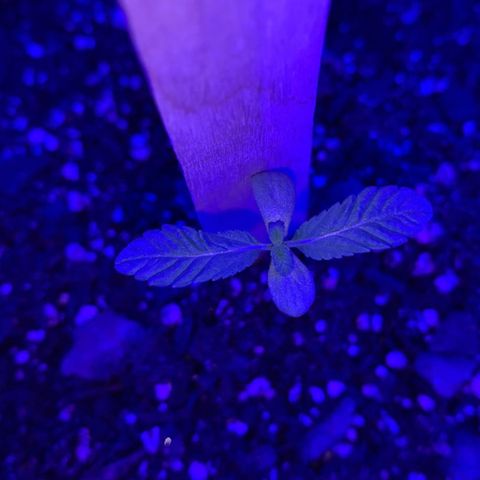 Cookies N Cream growlog timeline photo