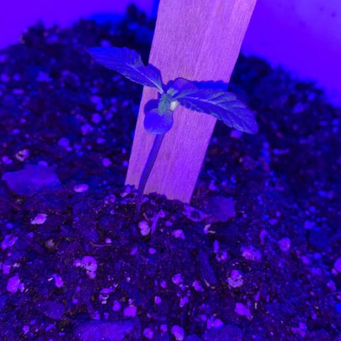 Cookies N Cream growlog timeline photo