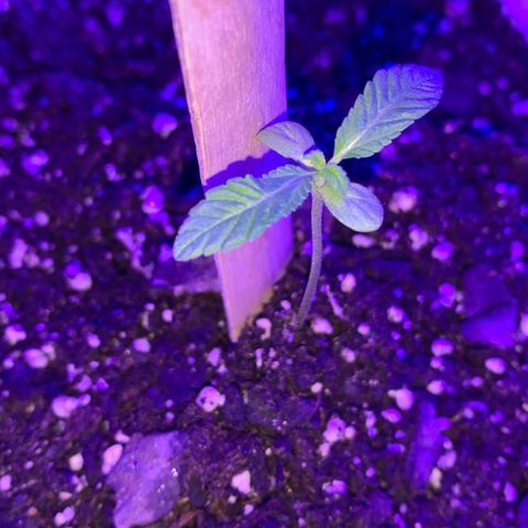 Cookies N Cream growlog timeline photo