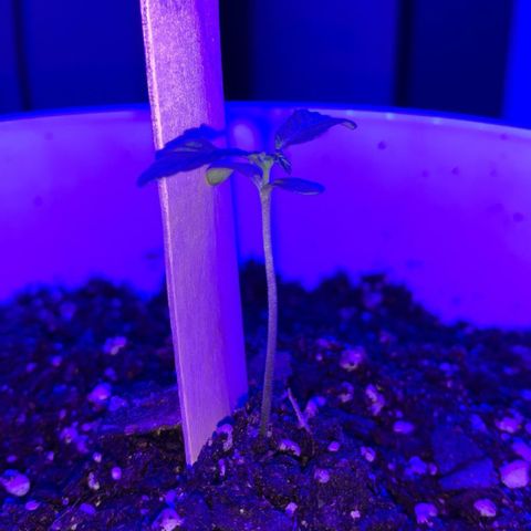 Cookies N Cream growlog timeline photo