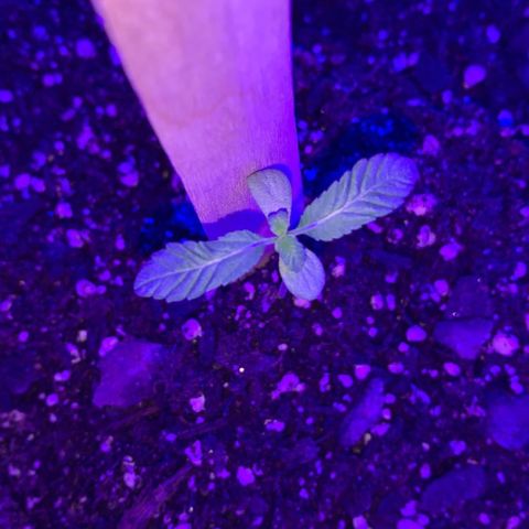 Cookies N Cream growlog timeline photo