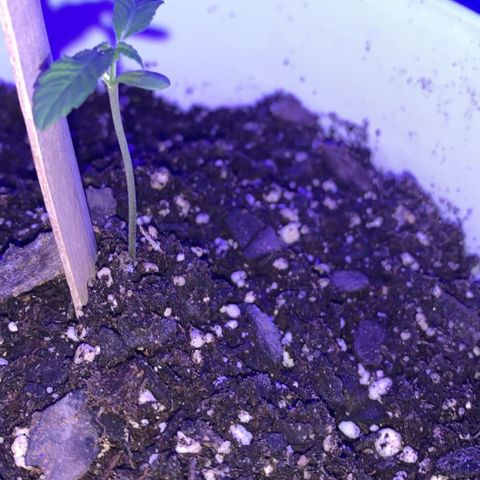 Cookies N Cream growlog timeline photo