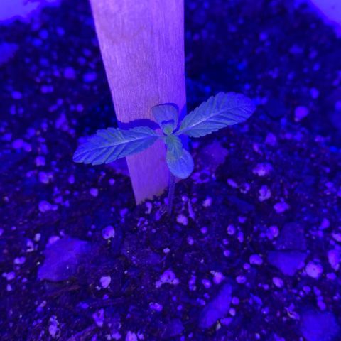 Cookies N Cream growlog timeline photo