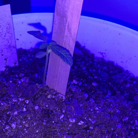 Cookies N Cream growlog timeline photo