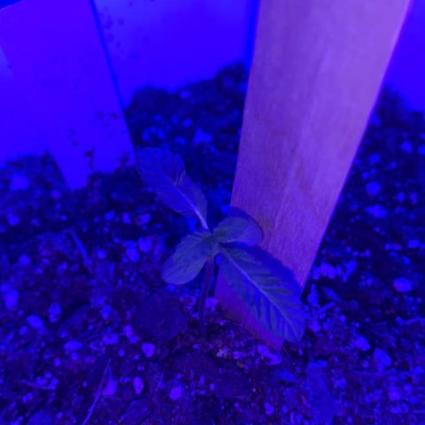 Cookies N Cream growlog timeline photo