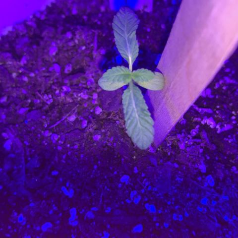 Cookies N Cream growlog timeline photo