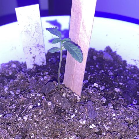 Cookies N Cream growlog timeline photo