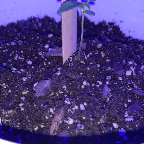 Cookies N Cream growlog timeline photo