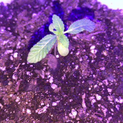 Cookies N Cream growlog timeline photo