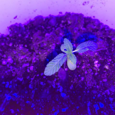 Cookies N Cream growlog timeline photo