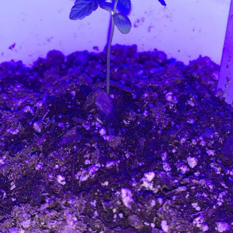 Cookies N Cream growlog timeline photo