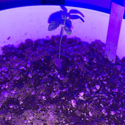 Cookies N Cream growlog timeline photo