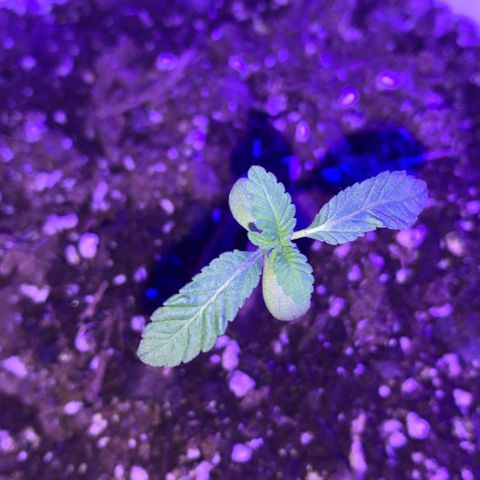 Cookies N Cream growlog timeline photo